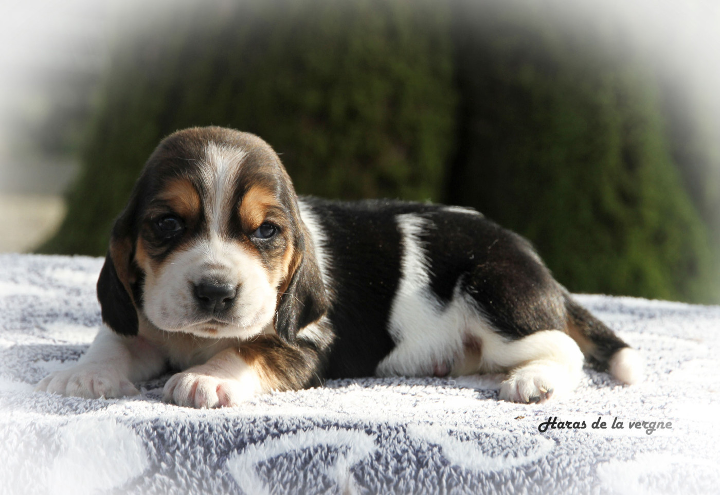 du Haras de la Vergne - Chiots disponibles - Basset Hound