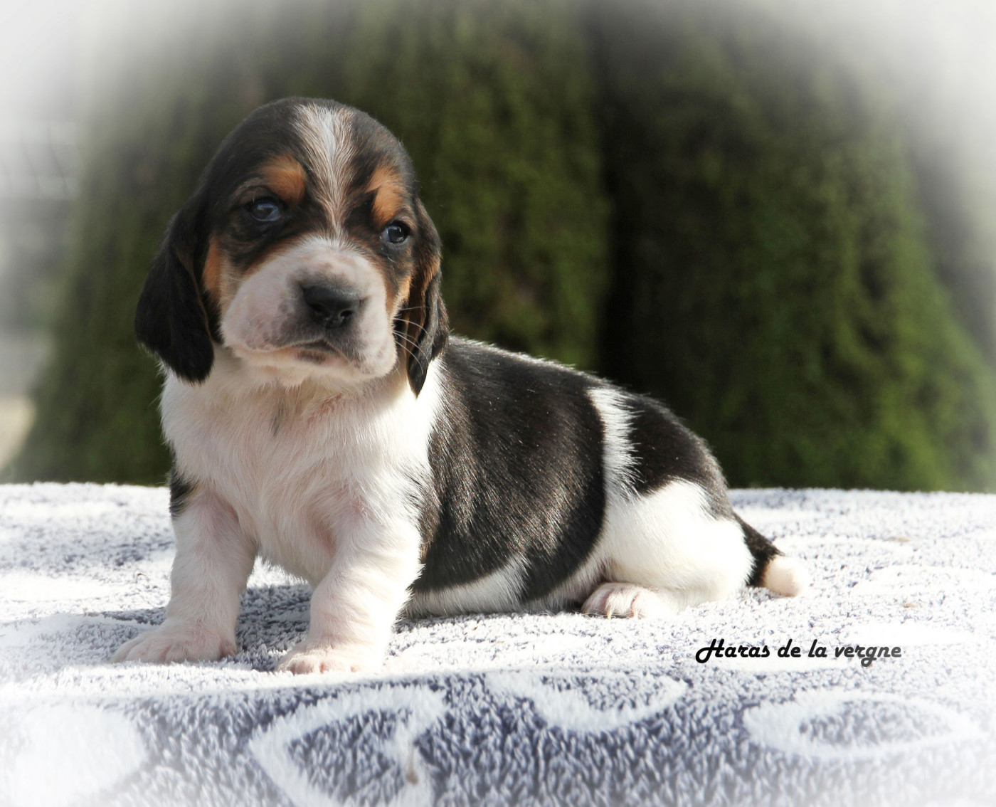 du Haras de la Vergne - Chiots disponibles - Basset Hound