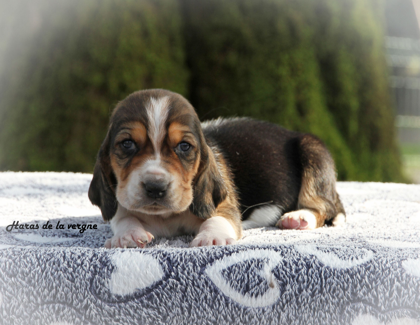 du Haras de la Vergne - Chiots disponibles - Basset Hound