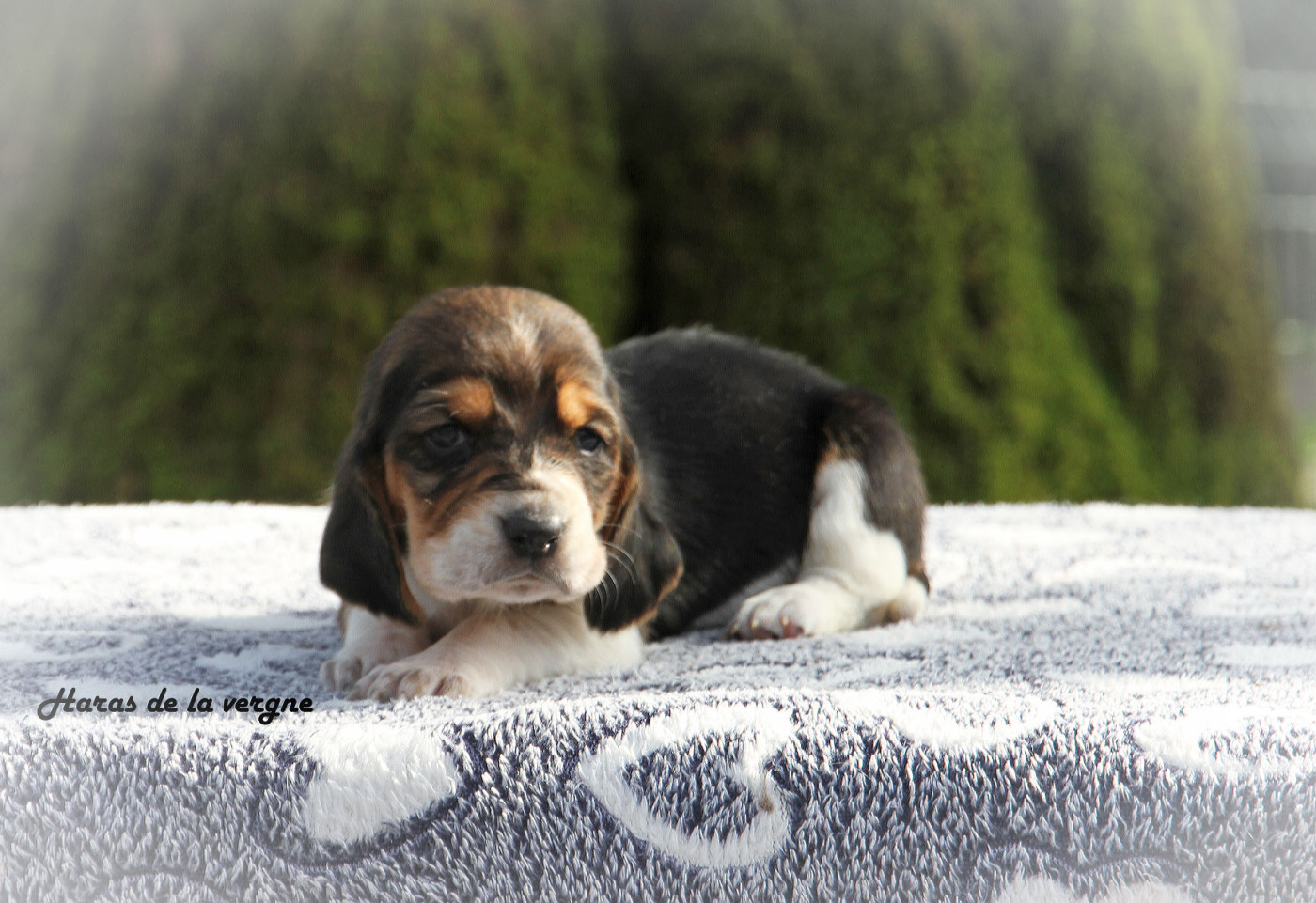 du Haras de la Vergne - Chiots disponibles - Basset Hound