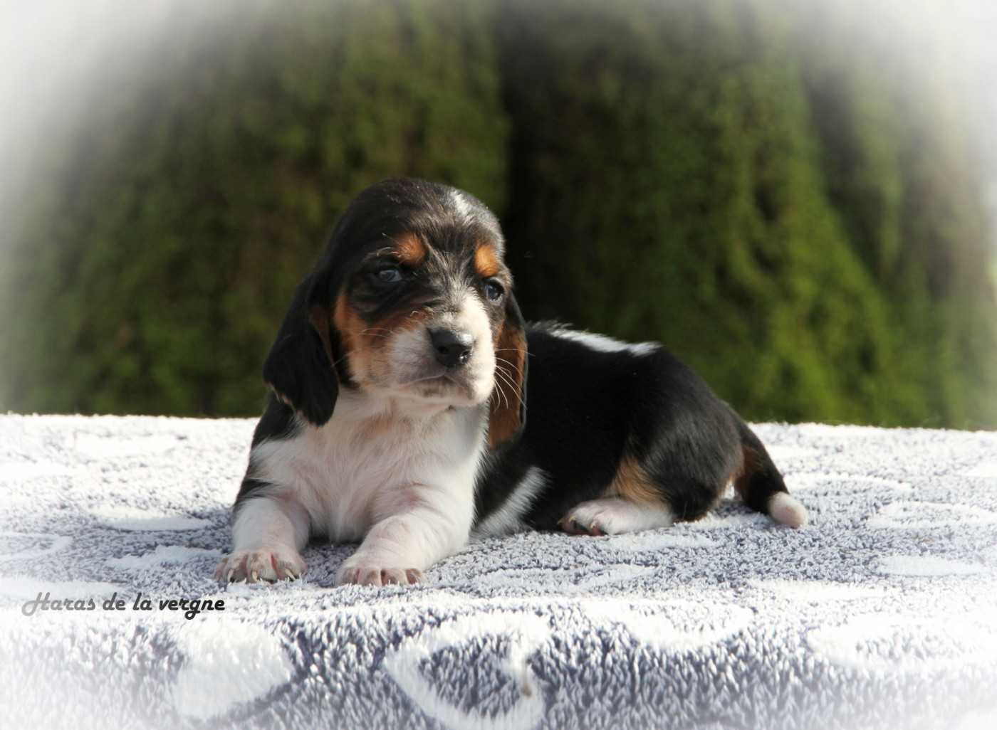 du Haras de la Vergne - Chiots disponibles - Basset Hound