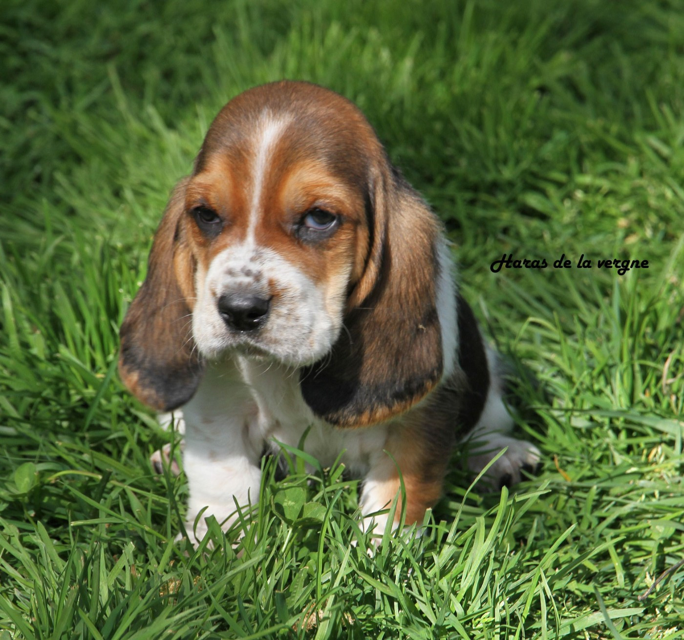 du Haras de la Vergne - Basset Hound - Portée née le 11/02/2026