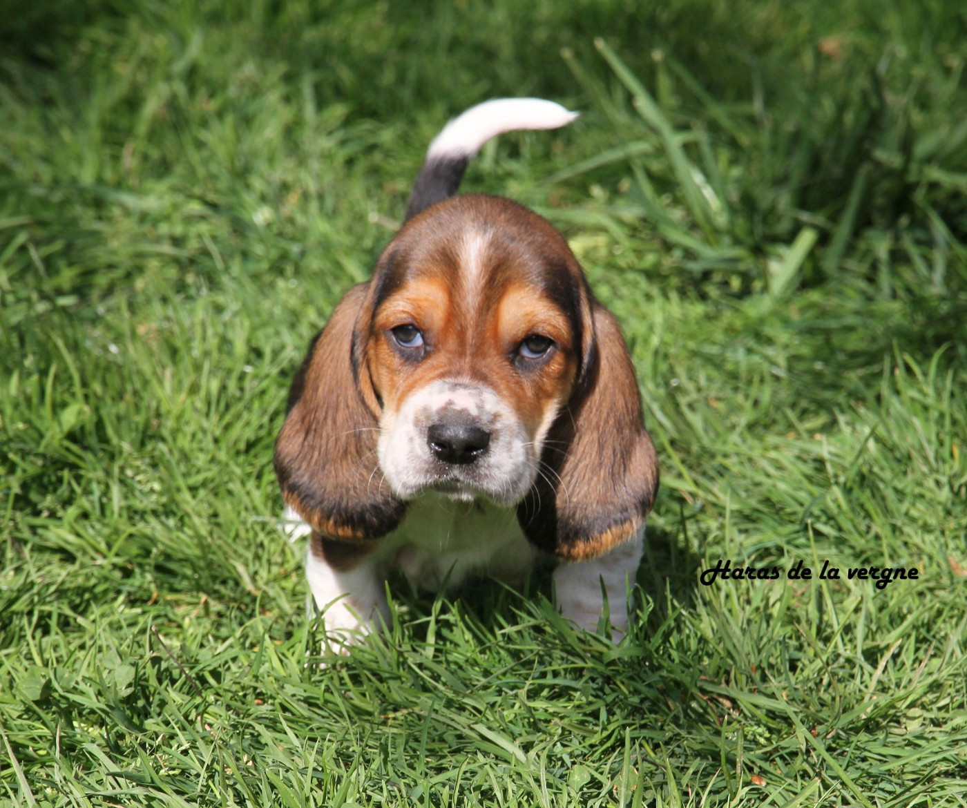 du Haras de la Vergne - Chiots disponibles - Basset Hound