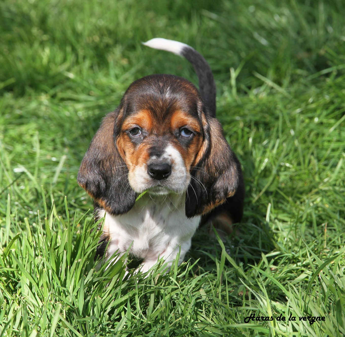 du Haras de la Vergne - Chiots disponibles - Basset Hound