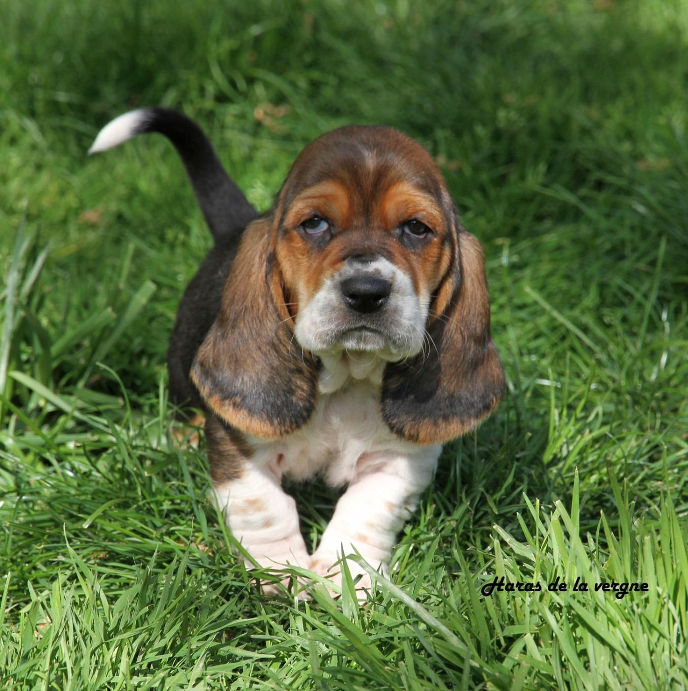 du Haras de la Vergne - Chiots disponibles - Basset Hound