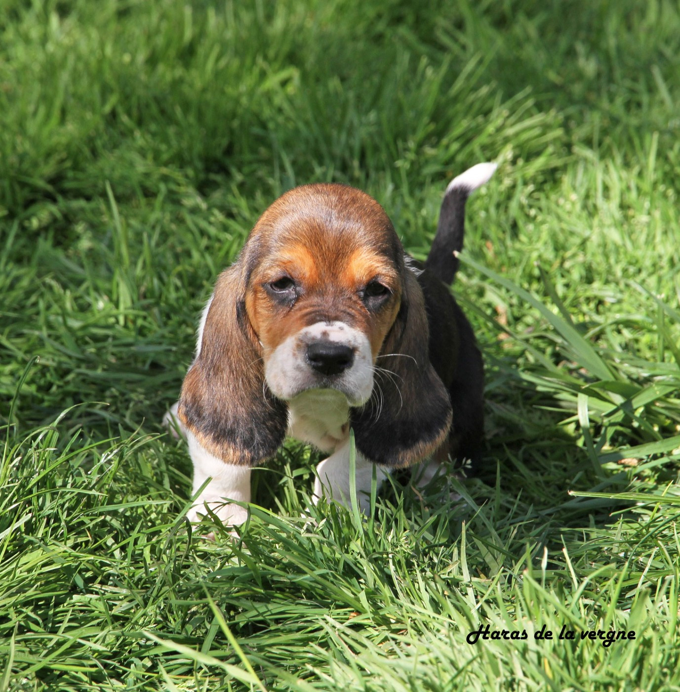 du Haras de la Vergne - Chiots disponibles - Basset Hound