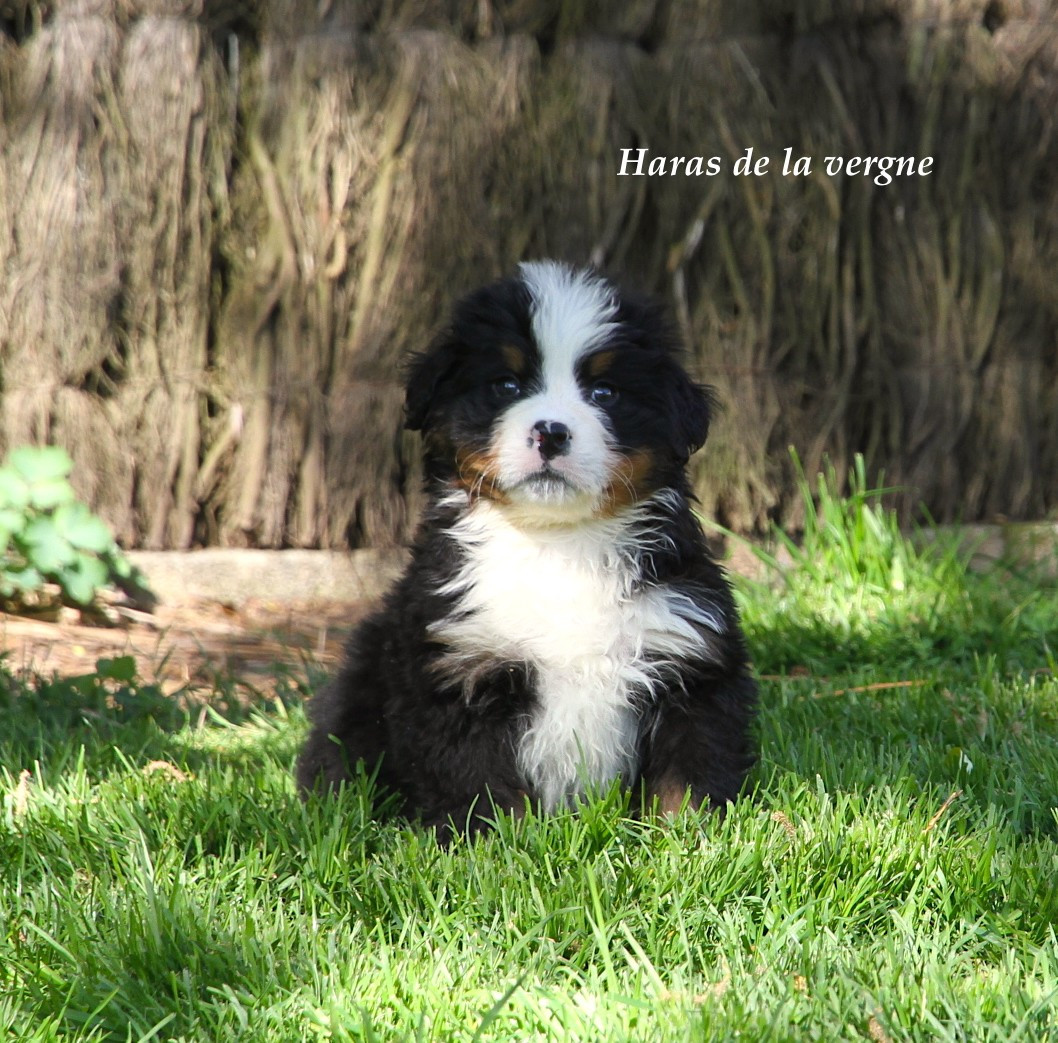 du Haras de la Vergne - Chiots disponibles - Bouvier Bernois