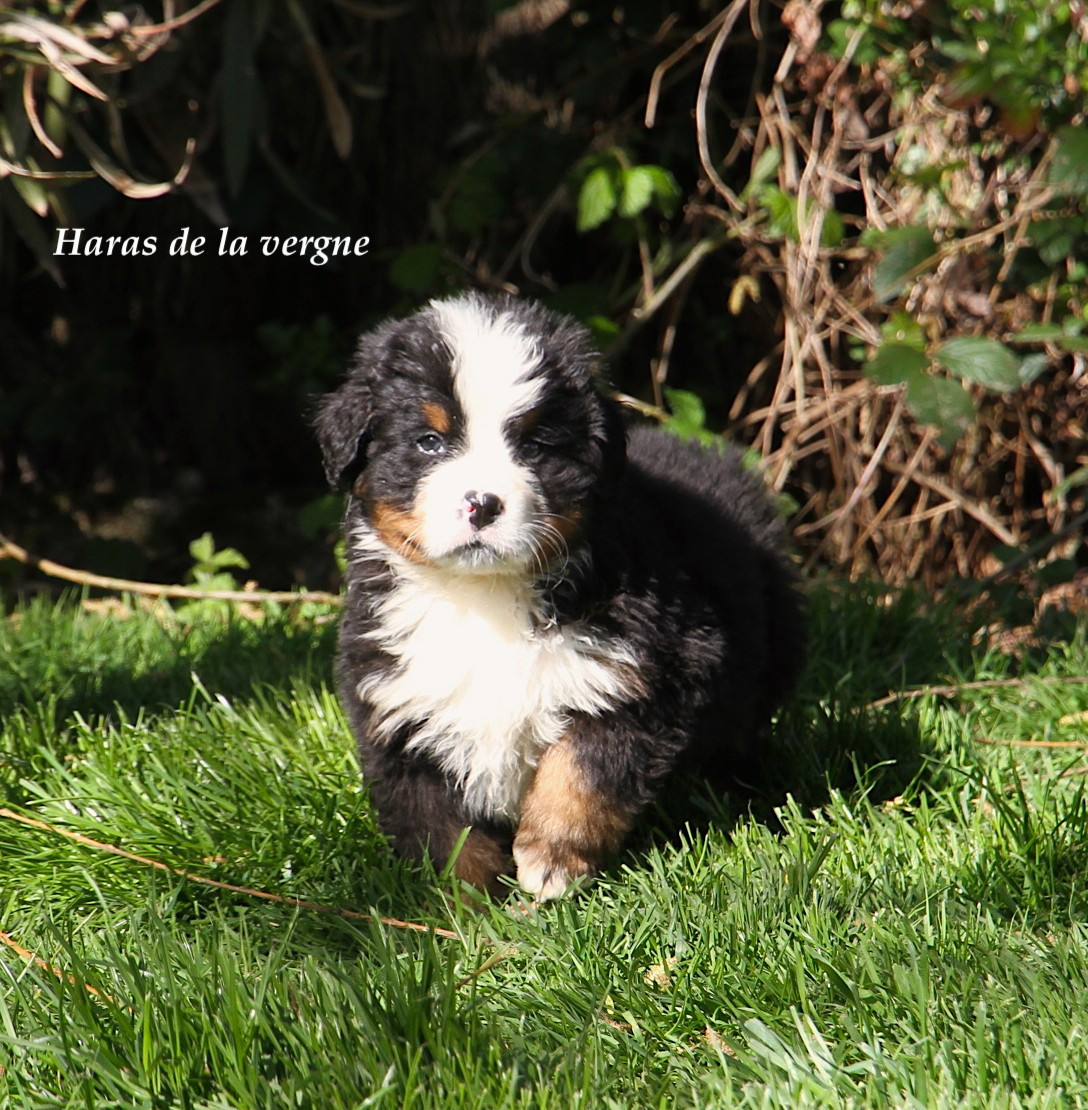 Chiot Bouvier Bernois du Haras de la Vergne