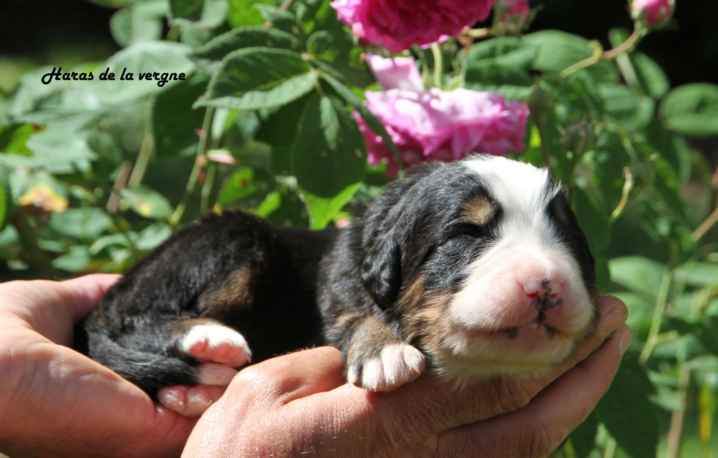 du Haras de la Vergne - Chiots disponibles - Bouvier Bernois