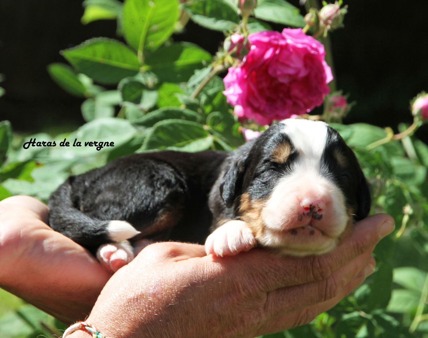 du Haras de la Vergne - Chiots disponibles - Bouvier Bernois