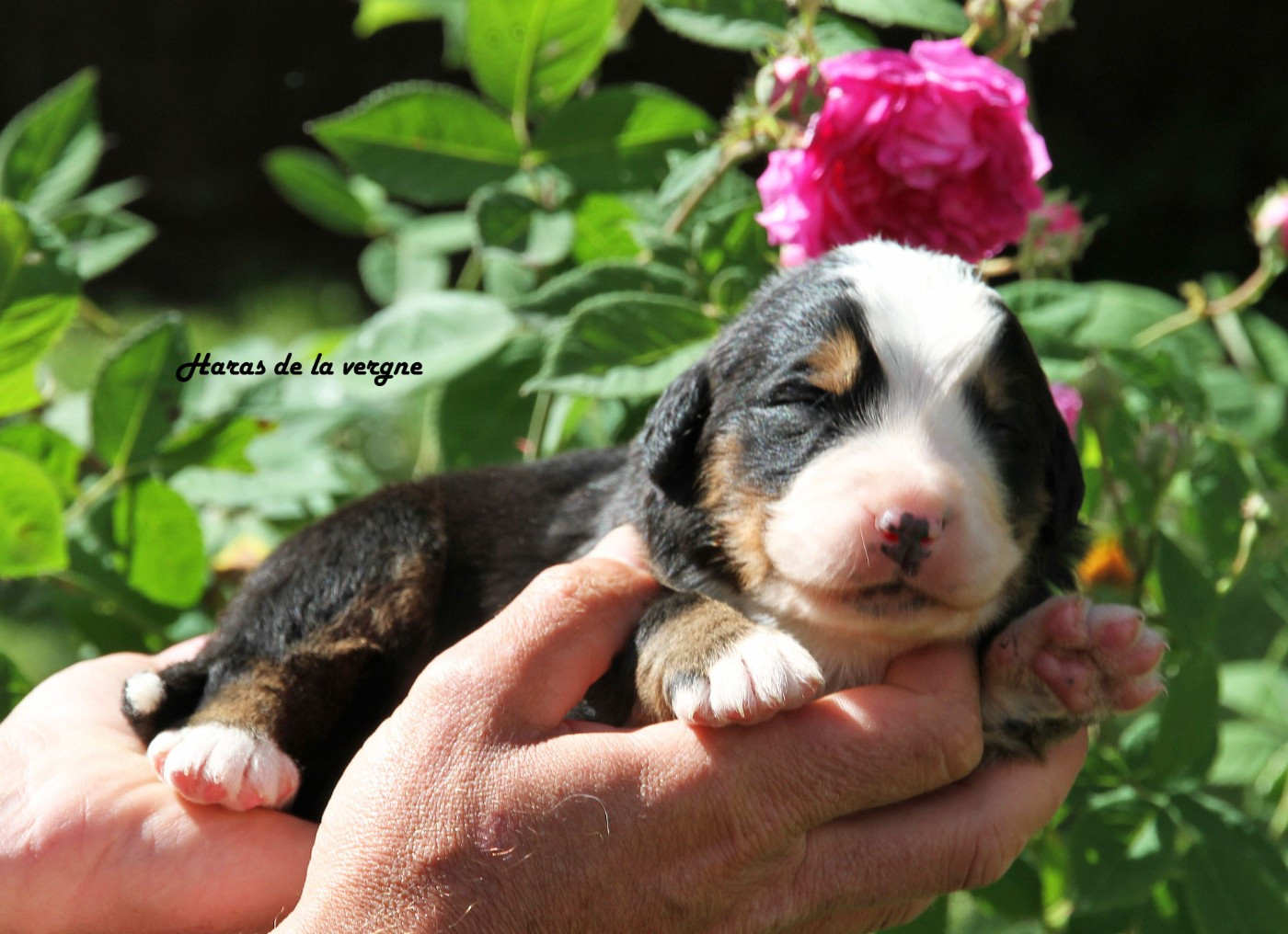 du Haras de la Vergne - Chiots disponibles - Bouvier Bernois