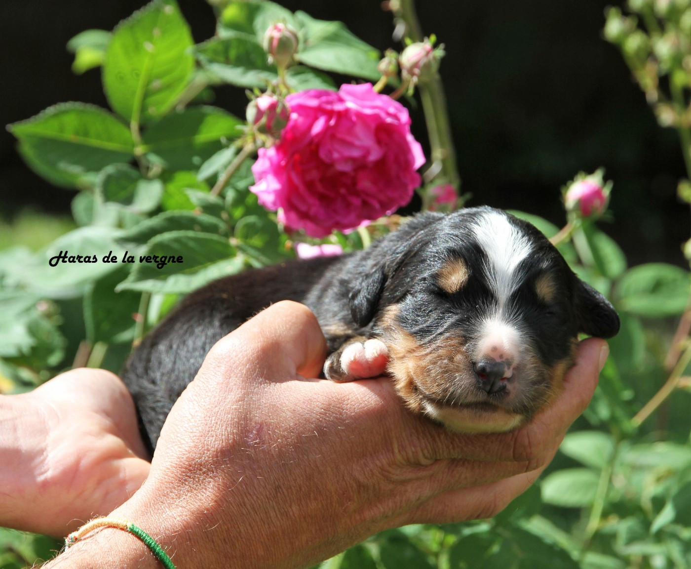 du Haras de la Vergne - Chiots disponibles - Bouvier Bernois