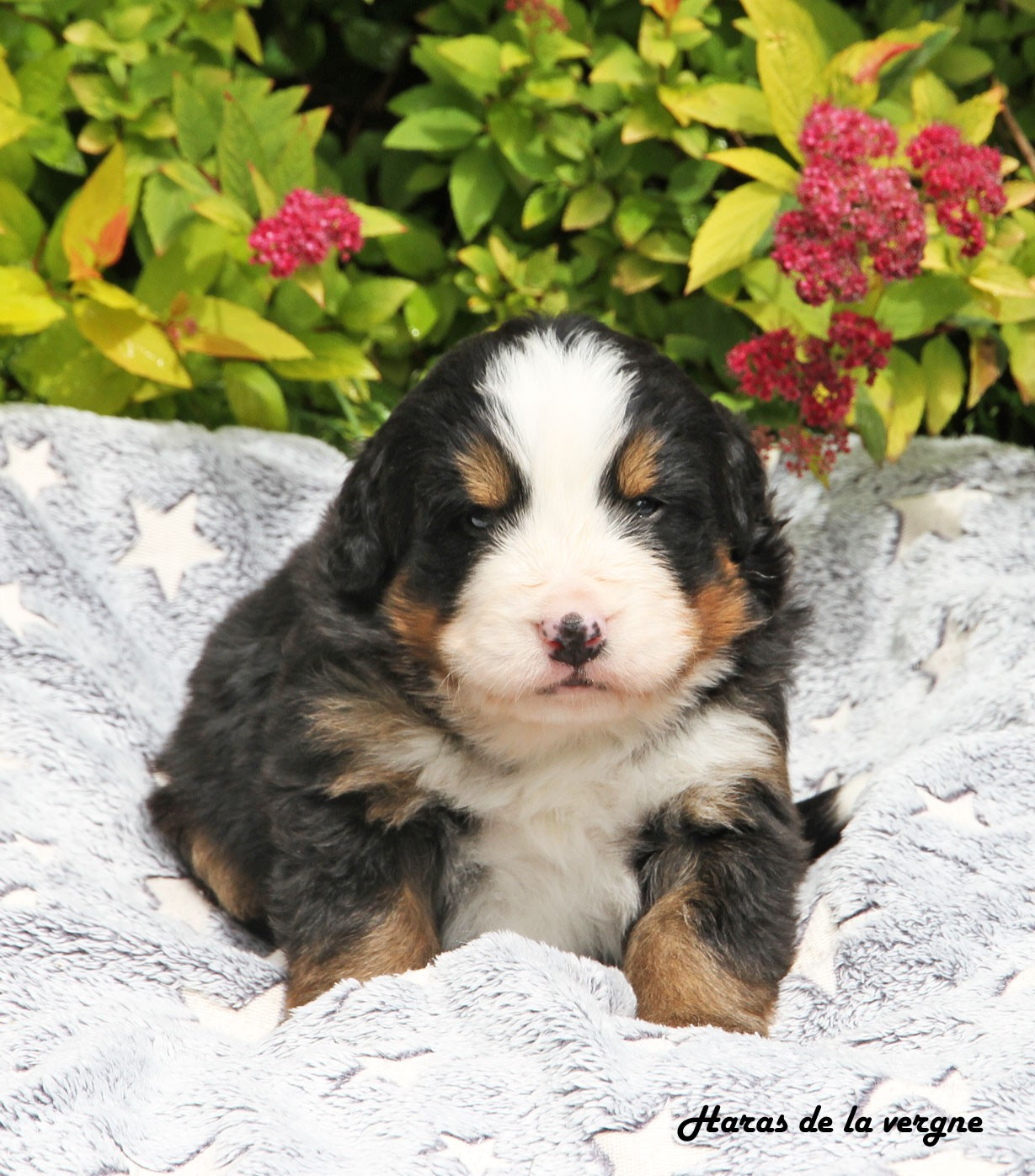 du Haras de la Vergne - Chiots disponibles - Bouvier Bernois