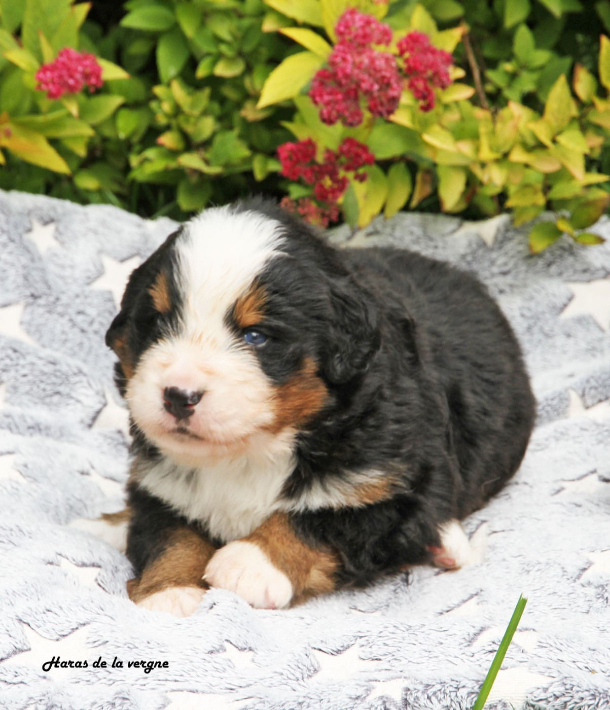 du Haras de la Vergne - Chiots disponibles - Bouvier Bernois