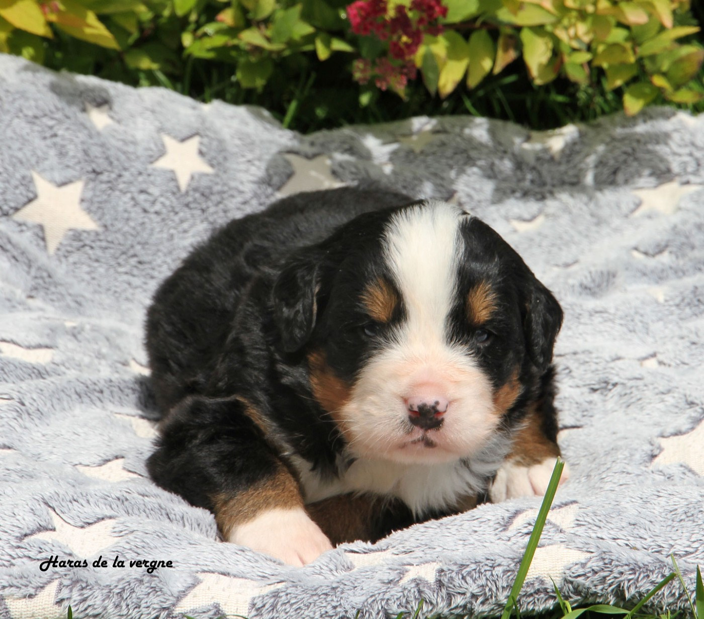 du Haras de la Vergne - Chiots disponibles - Bouvier Bernois