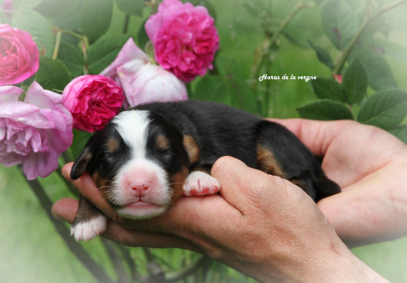 du Haras de la Vergne - Chiots disponibles - Bouvier Bernois
