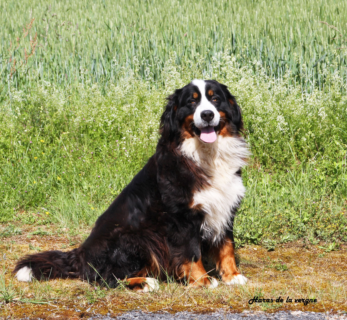 du Haras de la Vergne - Bouvier Bernois - Portée née le 02/06/2026