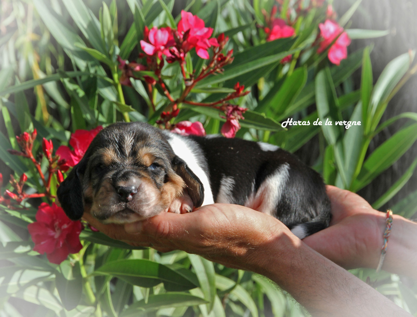 du Haras de la Vergne - Chiots disponibles - Basset Hound