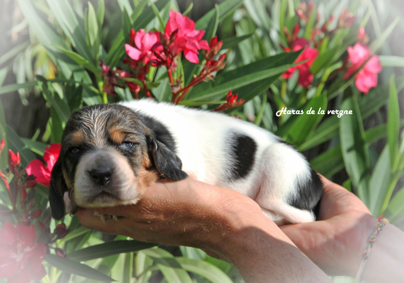 du Haras de la Vergne - Chiots disponibles - Basset Hound
