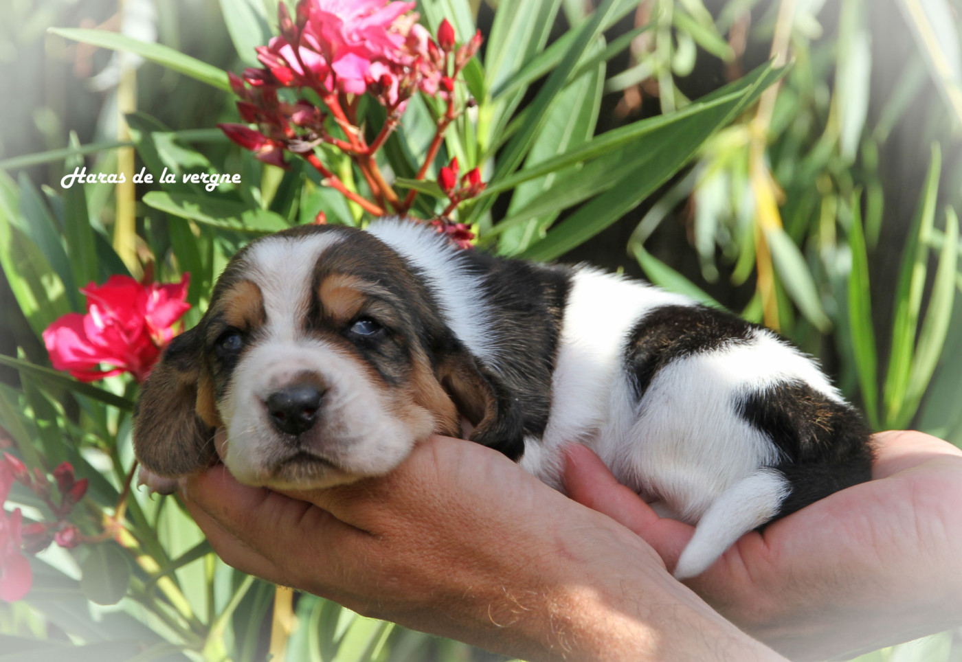 du Haras de la Vergne - Chiots disponibles - Basset Hound