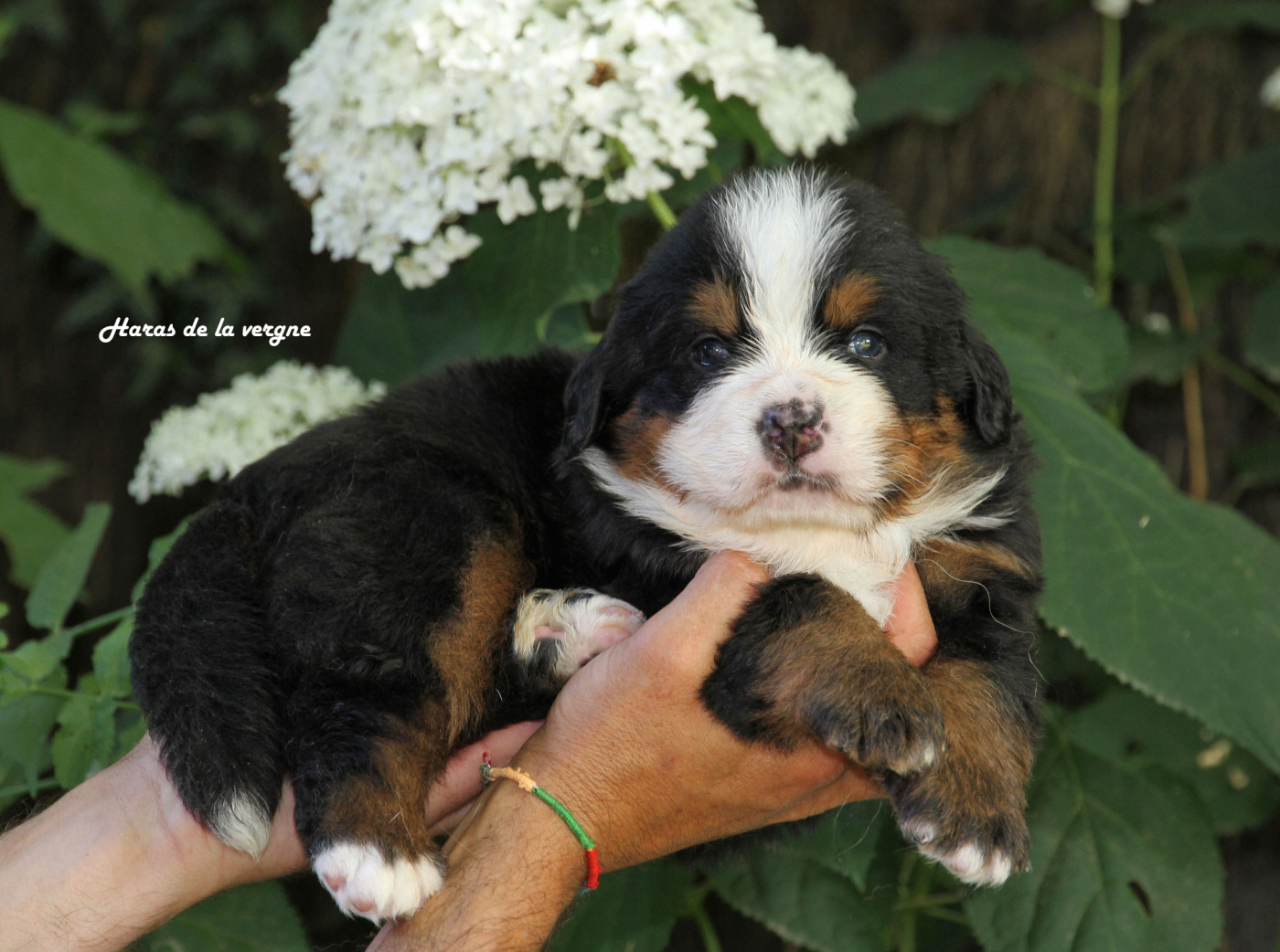 Chiot Bouvier Bernois du Haras de la Vergne