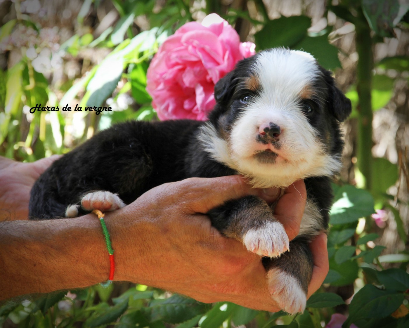 du Haras de la Vergne - Chiots disponibles - Bouvier Bernois