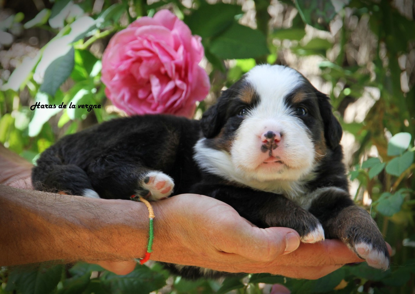 du Haras de la Vergne - Chiots disponibles - Bouvier Bernois