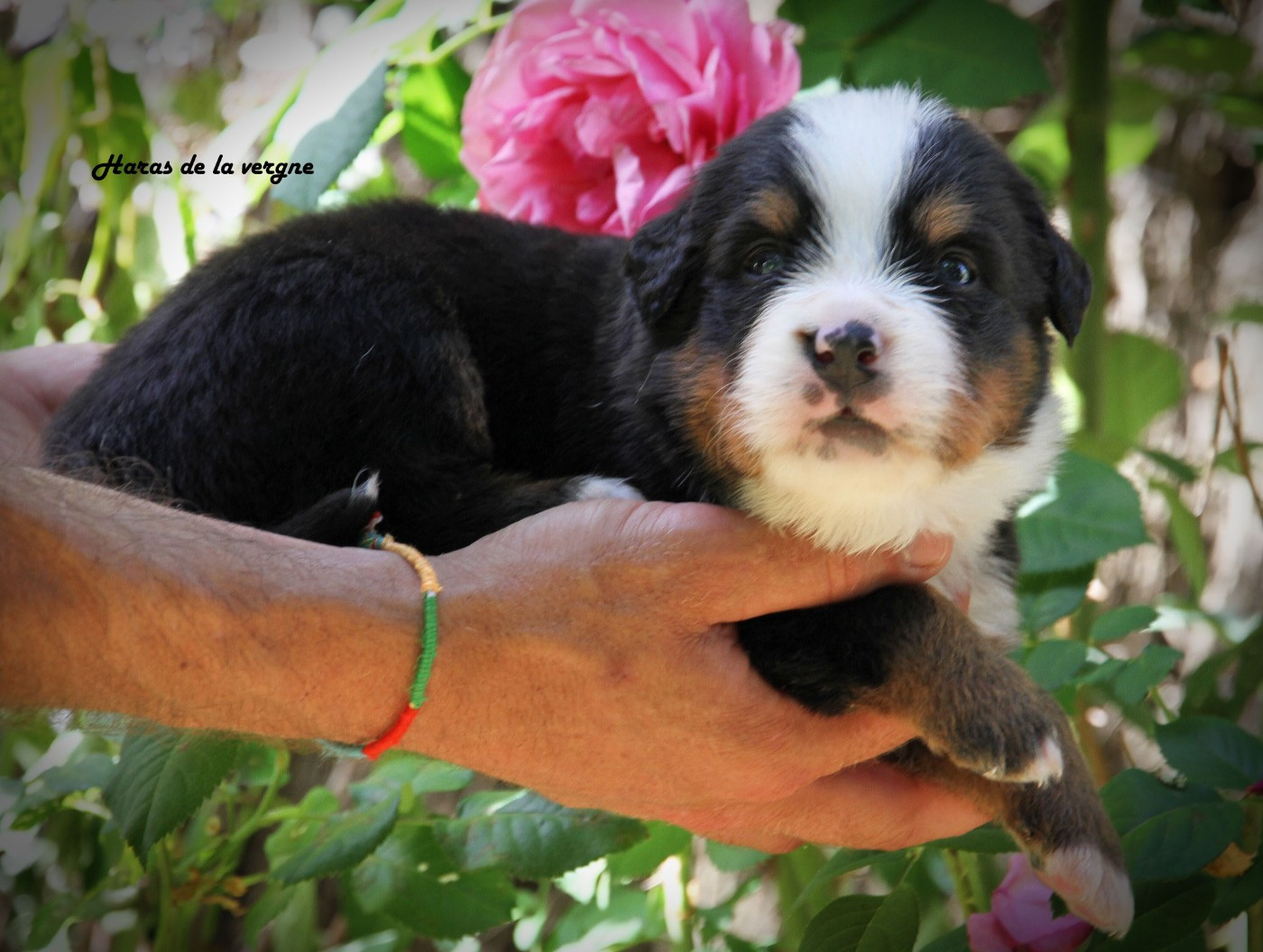 du Haras de la Vergne - Chiots disponibles - Bouvier Bernois
