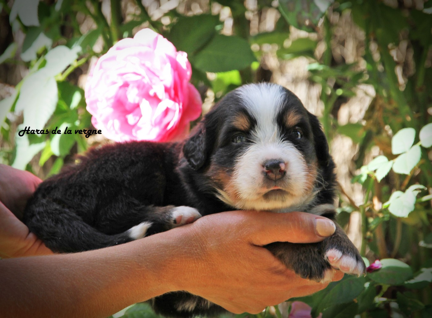 du Haras de la Vergne - Chiots disponibles - Bouvier Bernois