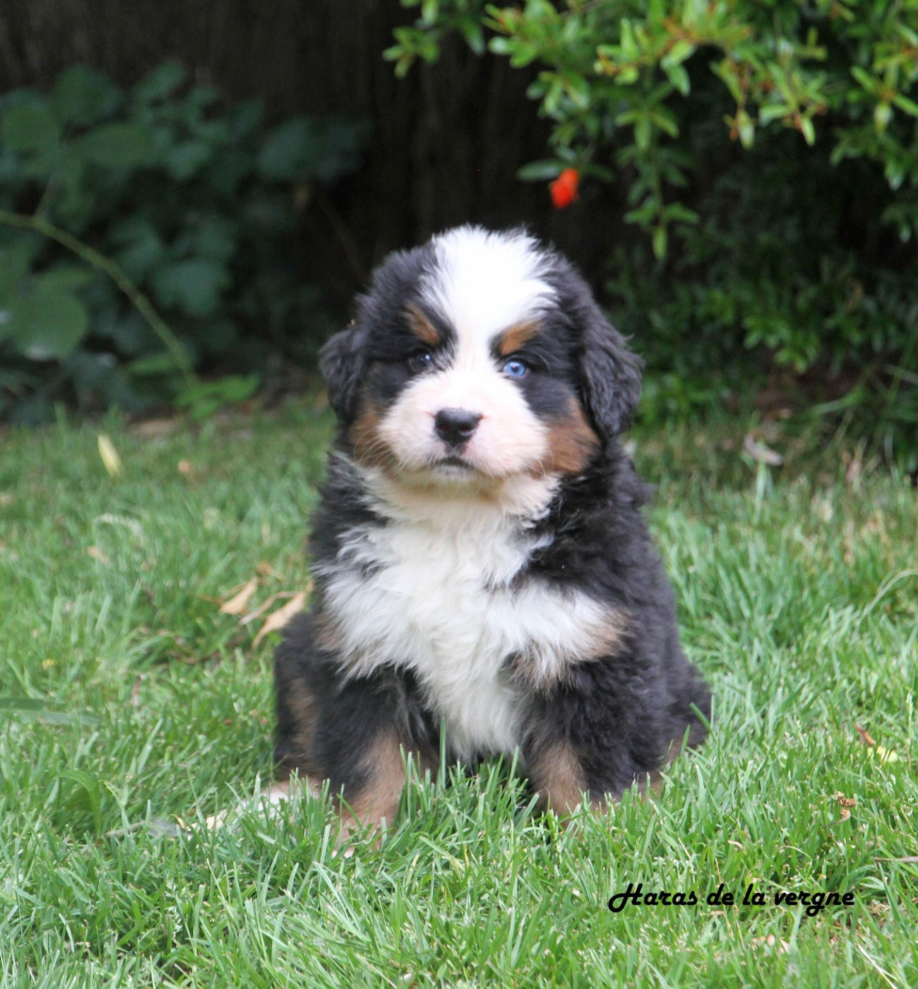du Haras de la Vergne - Chiots disponibles - Bouvier Bernois