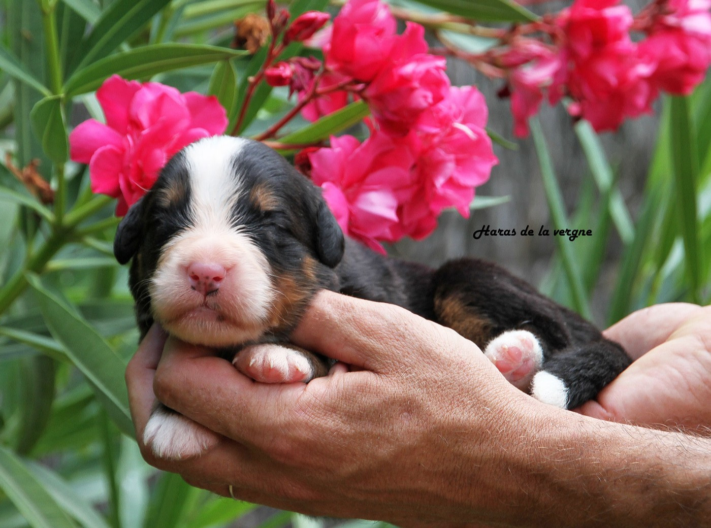 Chiot Bouvier Bernois du Haras de la Vergne