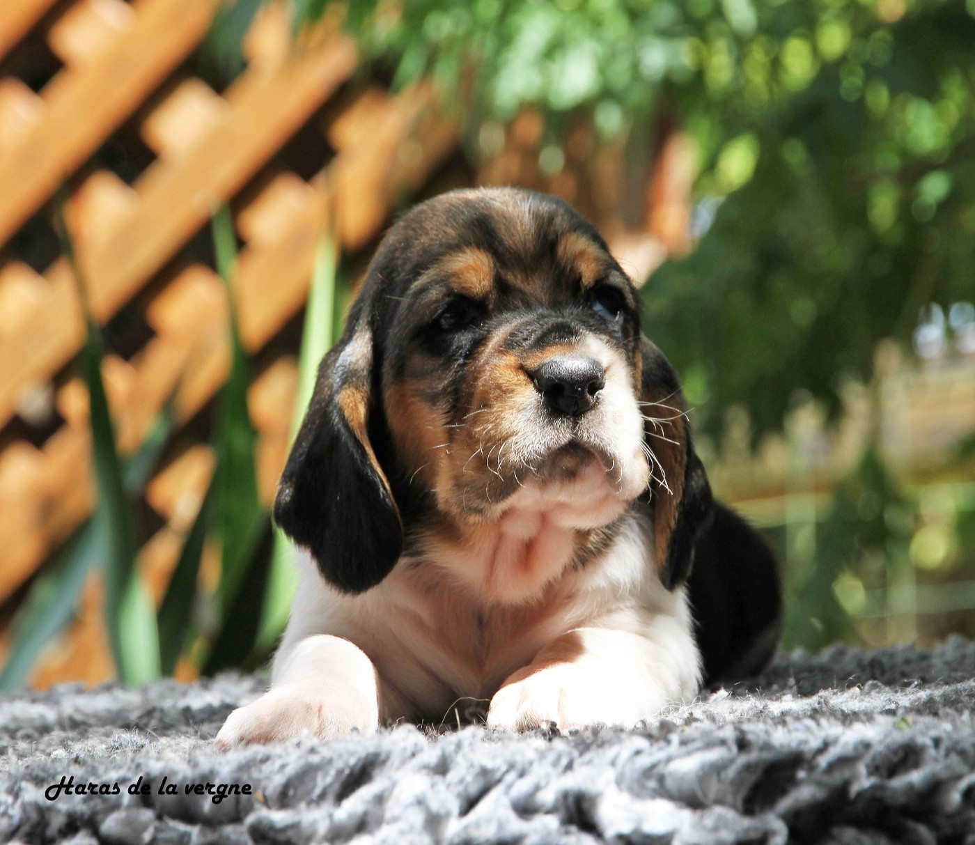 du Haras de la Vergne - Chiots disponibles - Basset Hound