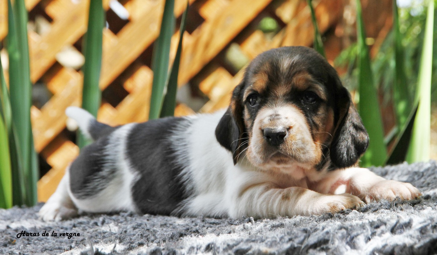 du Haras de la Vergne - Chiots disponibles - Basset Hound