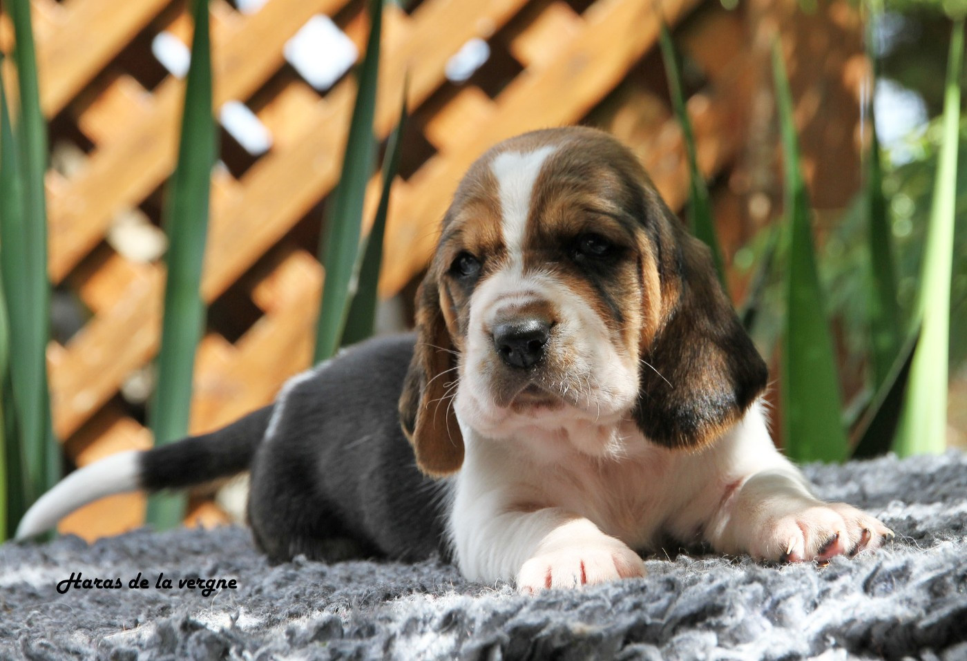 du Haras de la Vergne - Chiots disponibles - Basset Hound