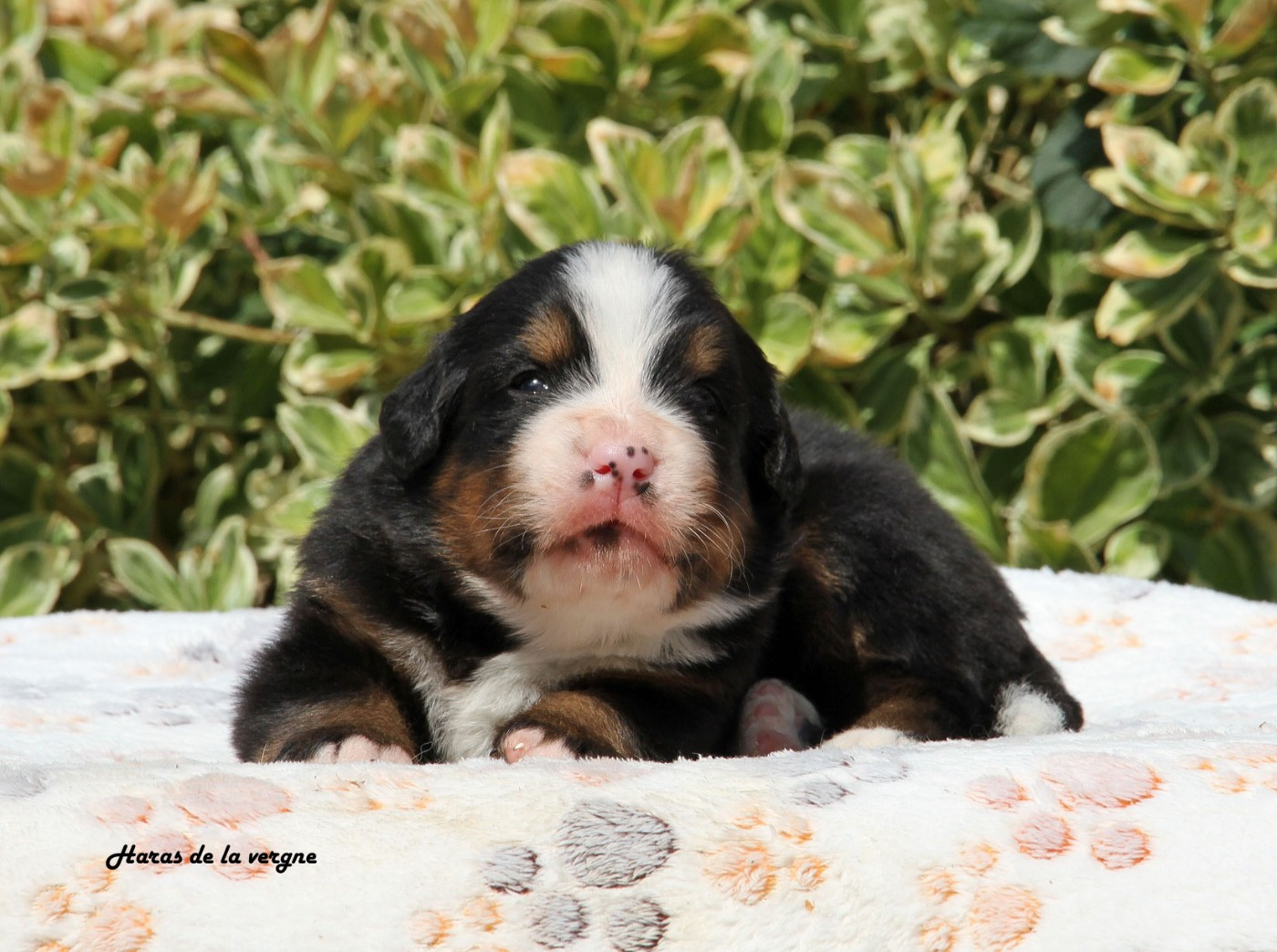 du Haras de la Vergne - Chiots disponibles - Bouvier Bernois