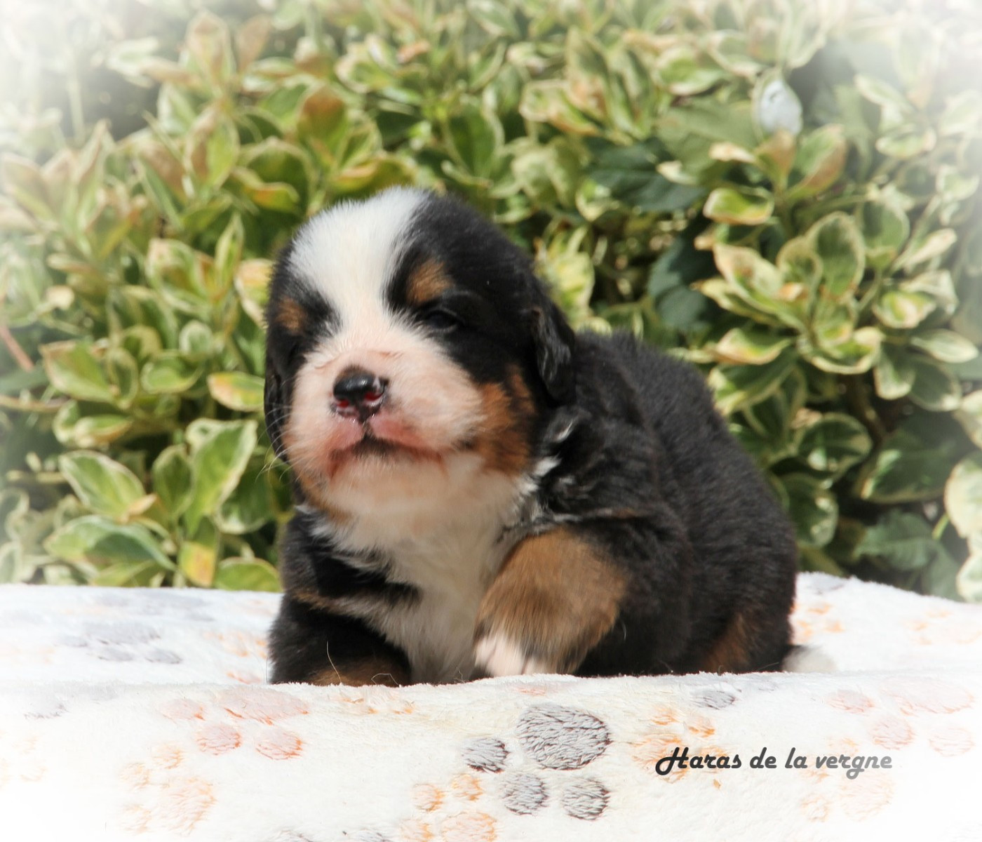 du Haras de la Vergne - Chiots disponibles - Bouvier Bernois
