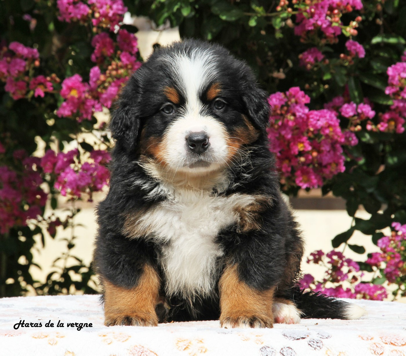 du Haras de la Vergne - Chiots disponibles - Bouvier Bernois