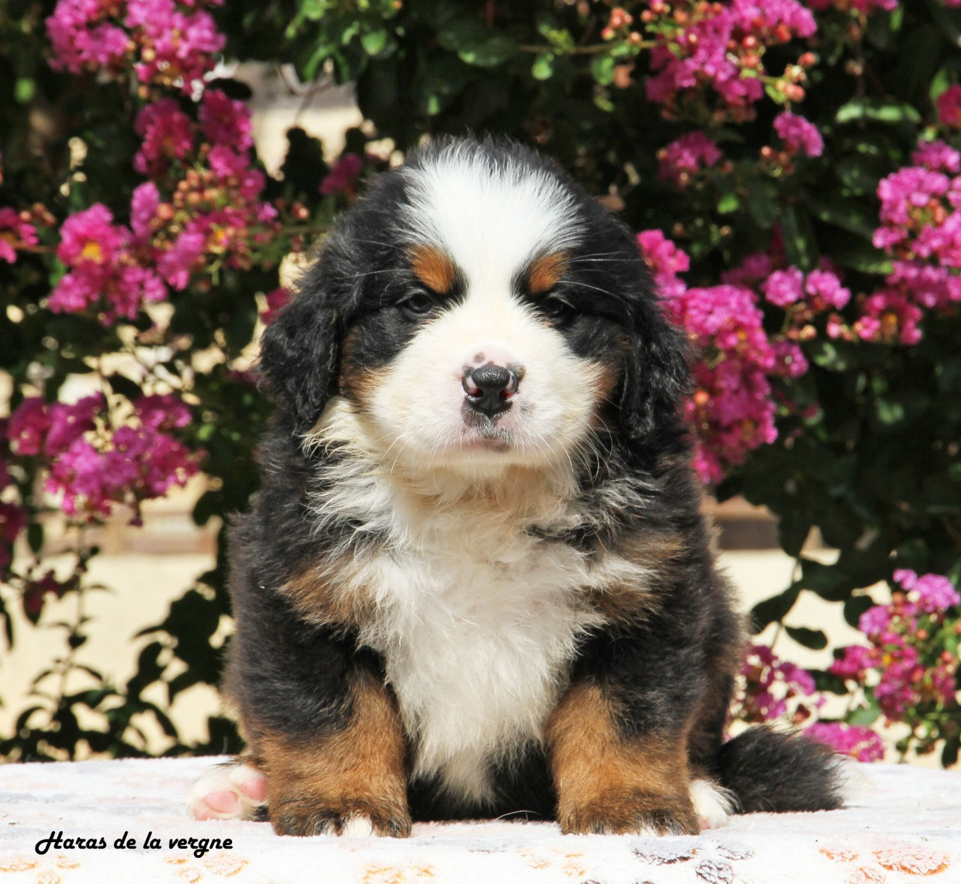 du Haras de la Vergne - Chiots disponibles - Bouvier Bernois