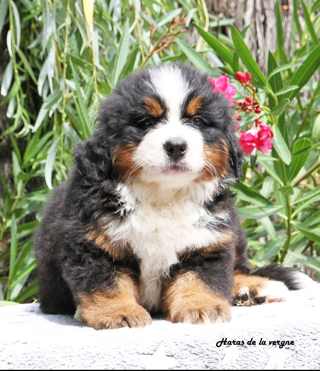 du Haras de la Vergne - Chiots disponibles - Bouvier Bernois