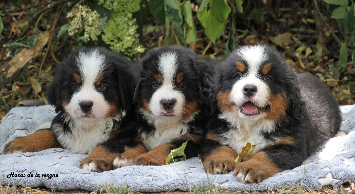 du Haras de la Vergne - Bouvier Bernois - Portée née le 28/05/2026