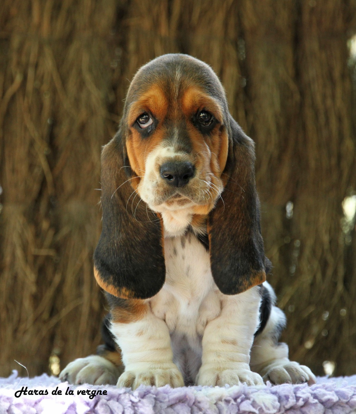 du Haras de la Vergne - Chiots disponibles - Basset Hound