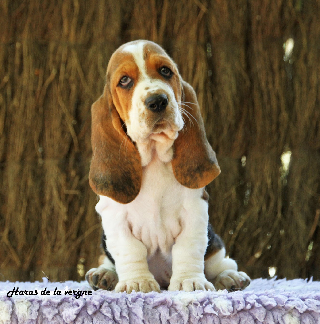 du Haras de la Vergne - Chiots disponibles - Basset Hound