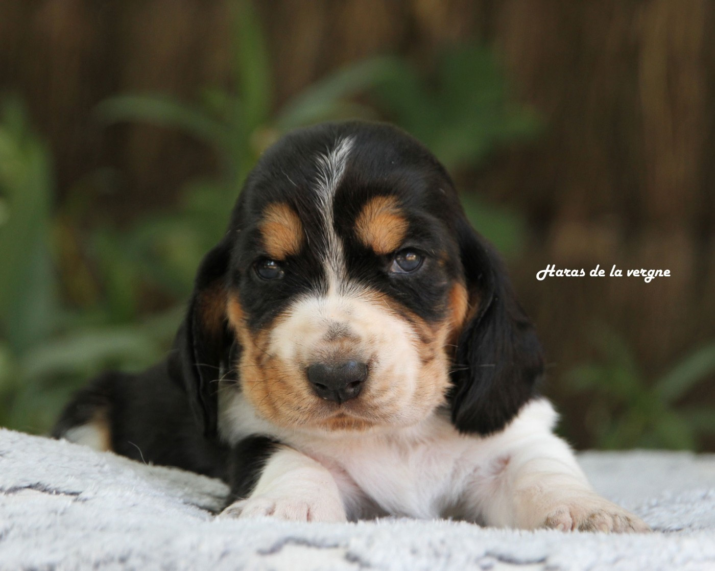 du Haras de la Vergne - Chiots disponibles - Basset Hound