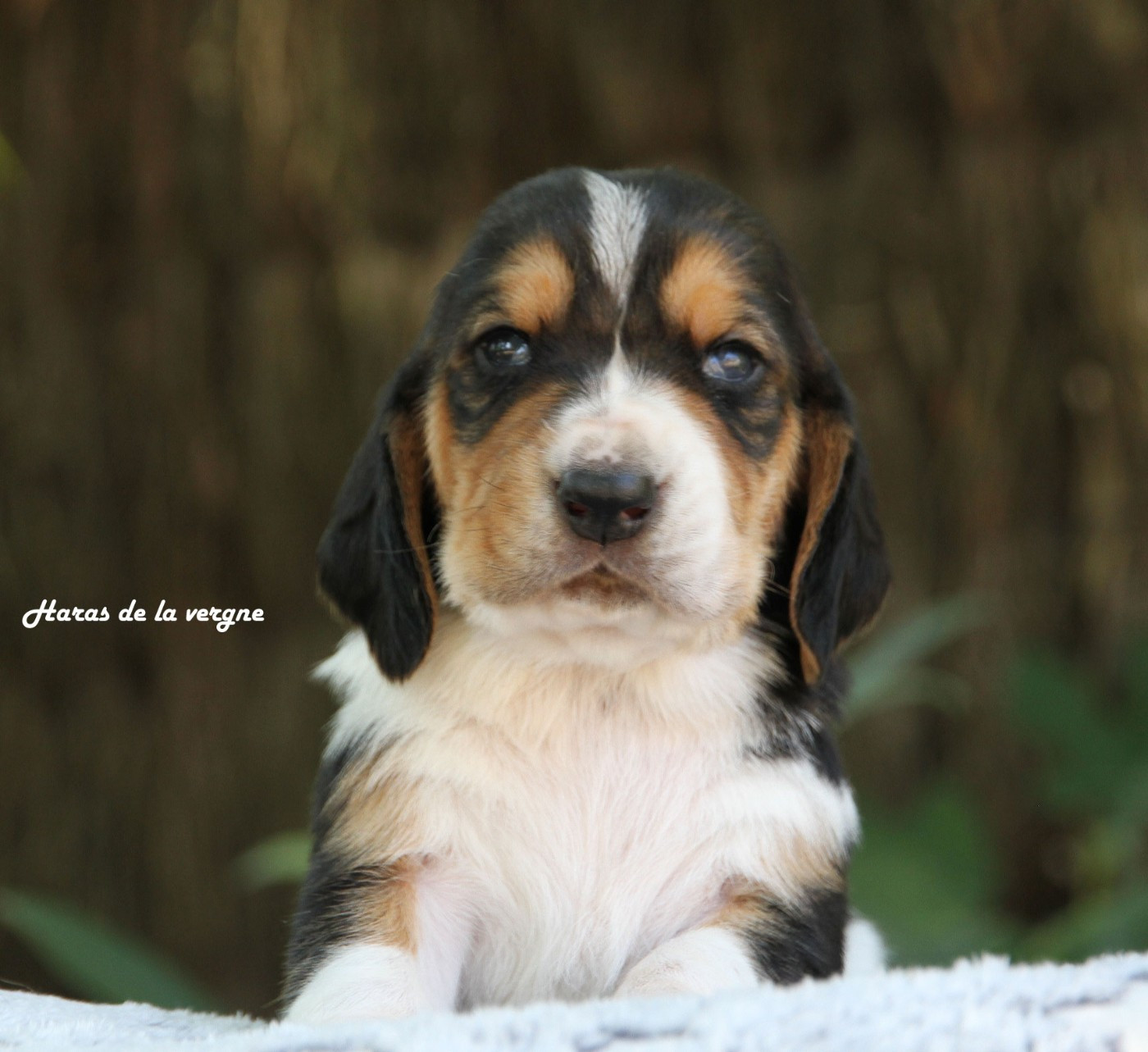 du Haras de la Vergne - Chiots disponibles - Basset Hound