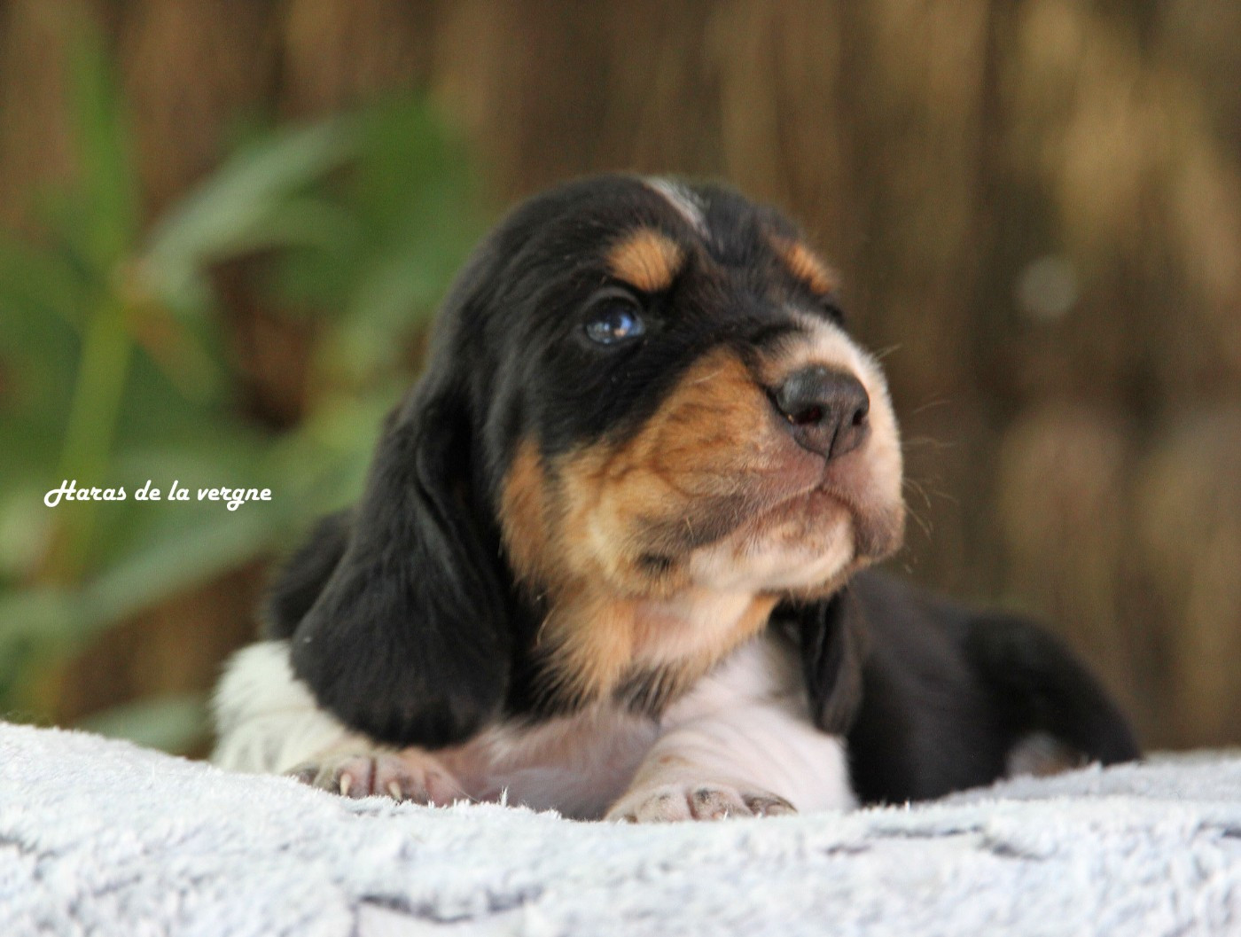 du Haras de la Vergne - Chiots disponibles - Basset Hound