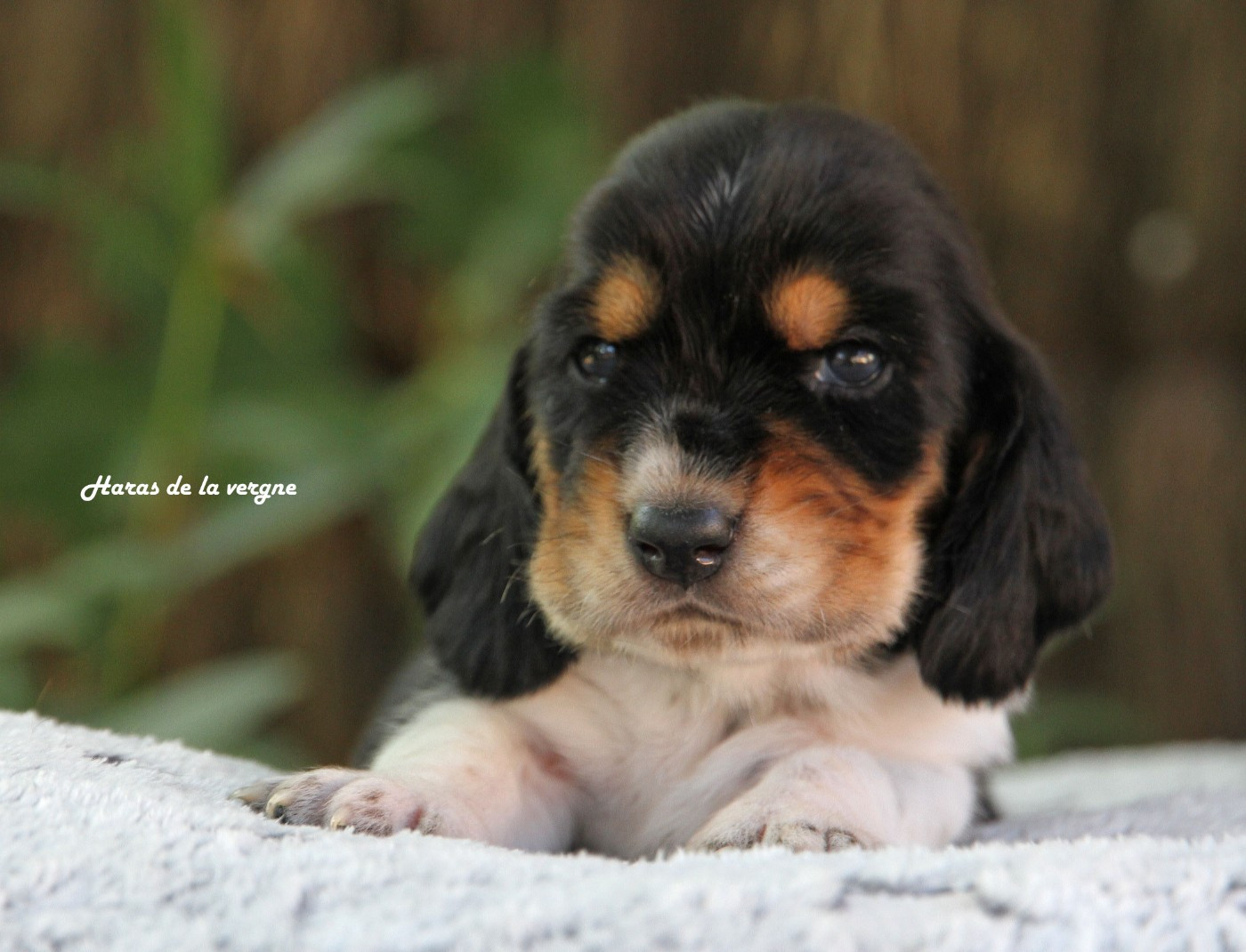 du Haras de la Vergne - Chiots disponibles - Basset Hound