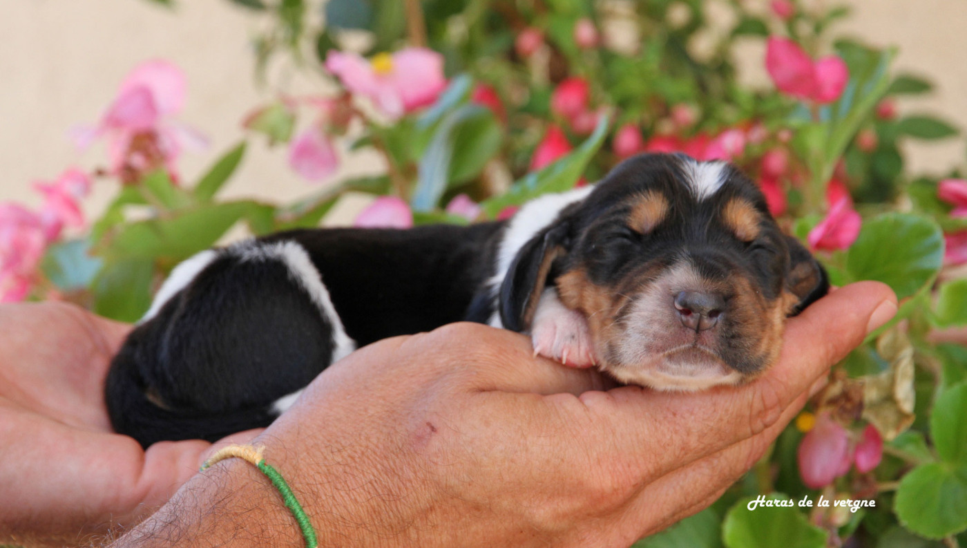 du Haras de la Vergne - Chiots disponibles - Basset Hound