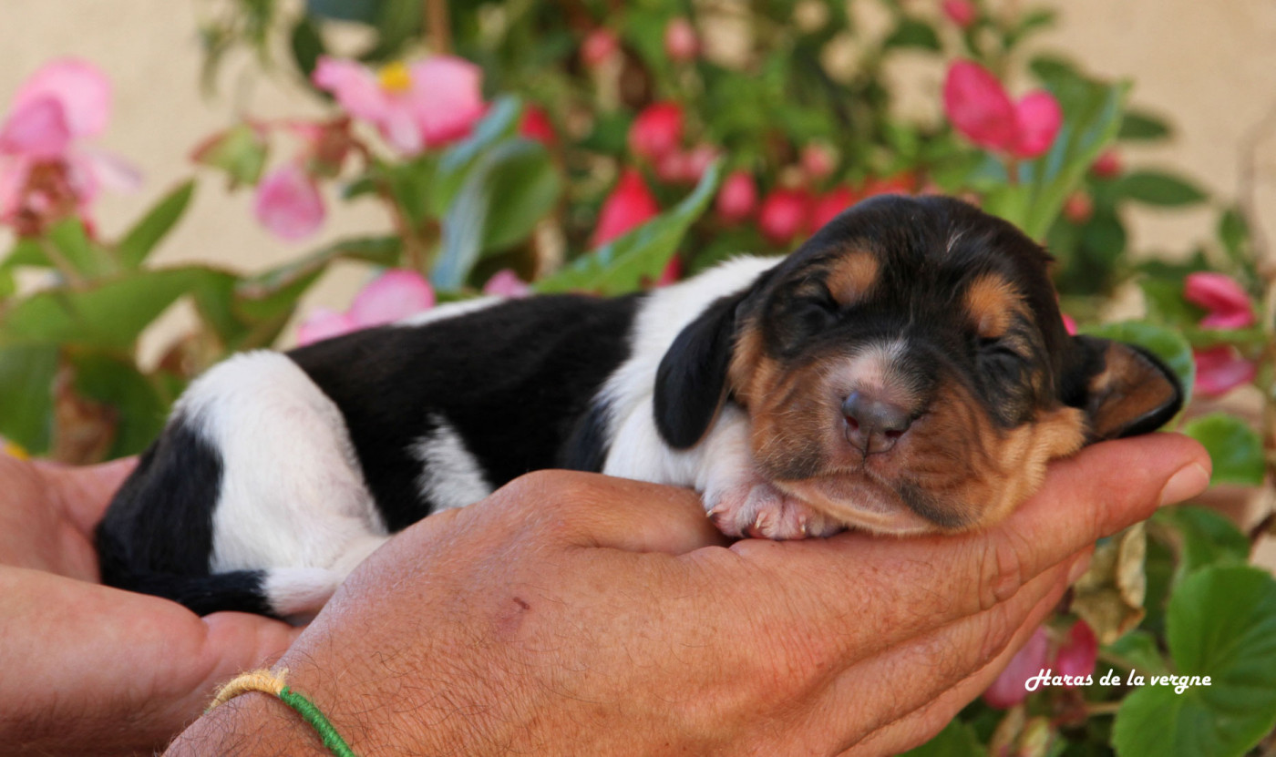 du Haras de la Vergne - Chiots disponibles - Basset Hound