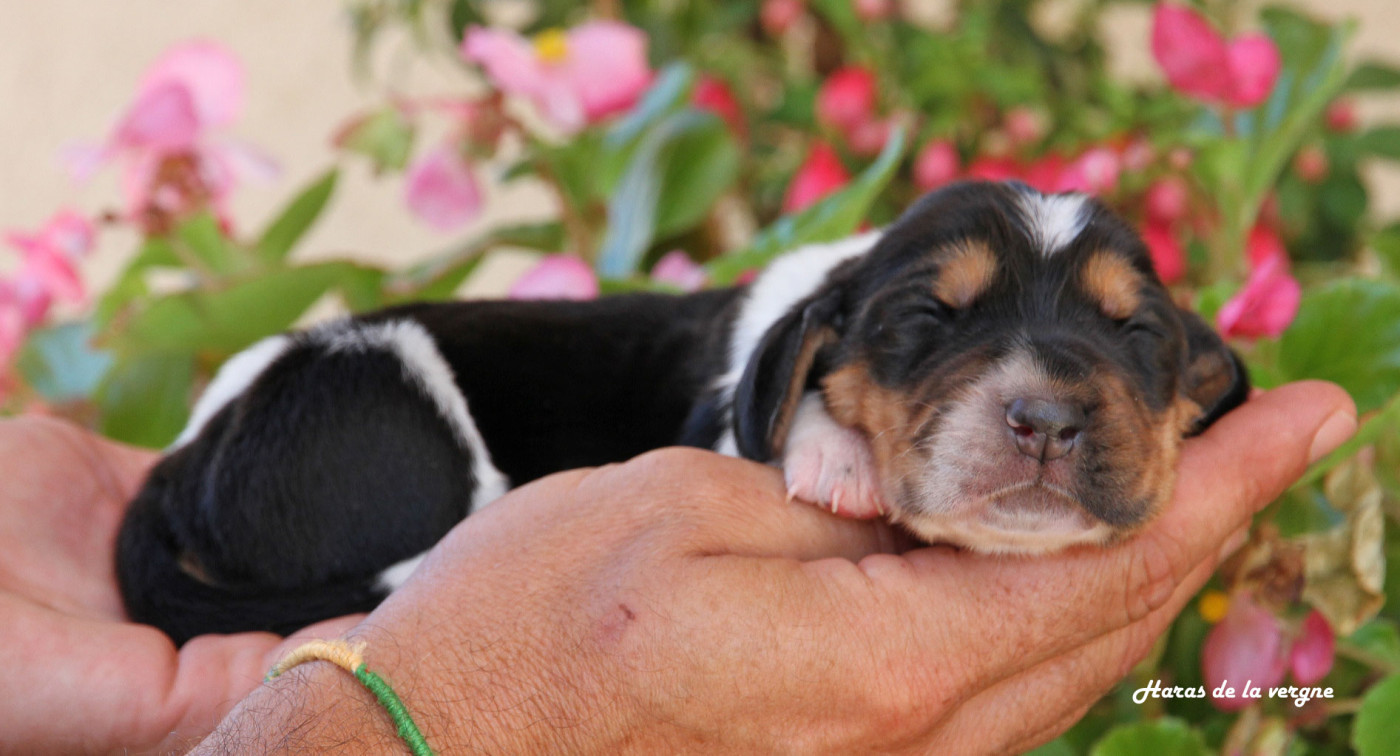 du Haras de la Vergne - Chiots disponibles - Basset Hound