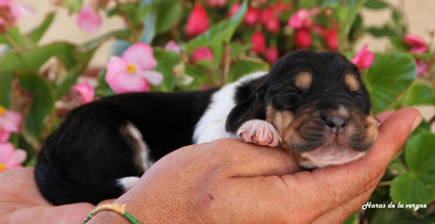 du Haras de la Vergne - Chiots disponibles - Basset Hound
